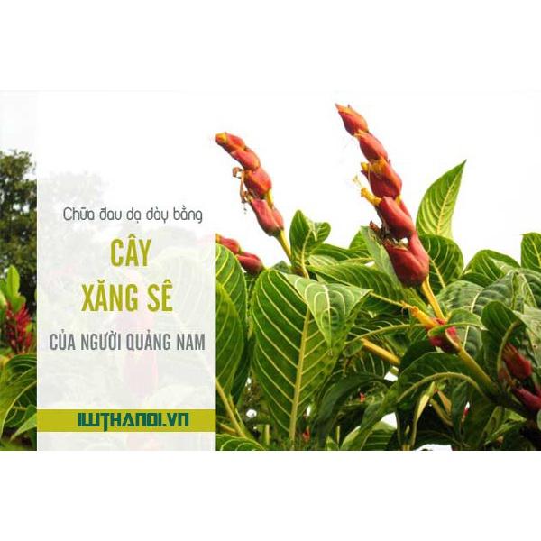 Cây giống cây xăng sê