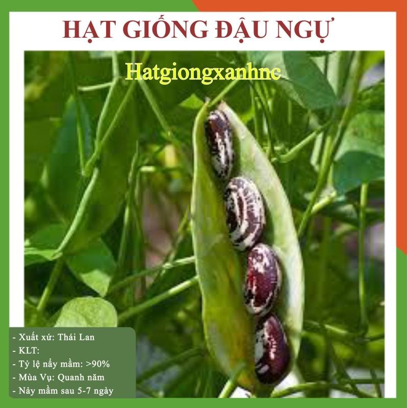 Gói 5 hạt giống đậu ngự 100% nảy mầm
