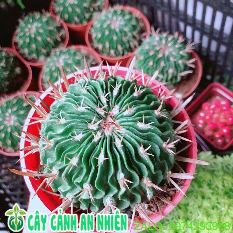 Xương Rồng Trúc Ngọc
