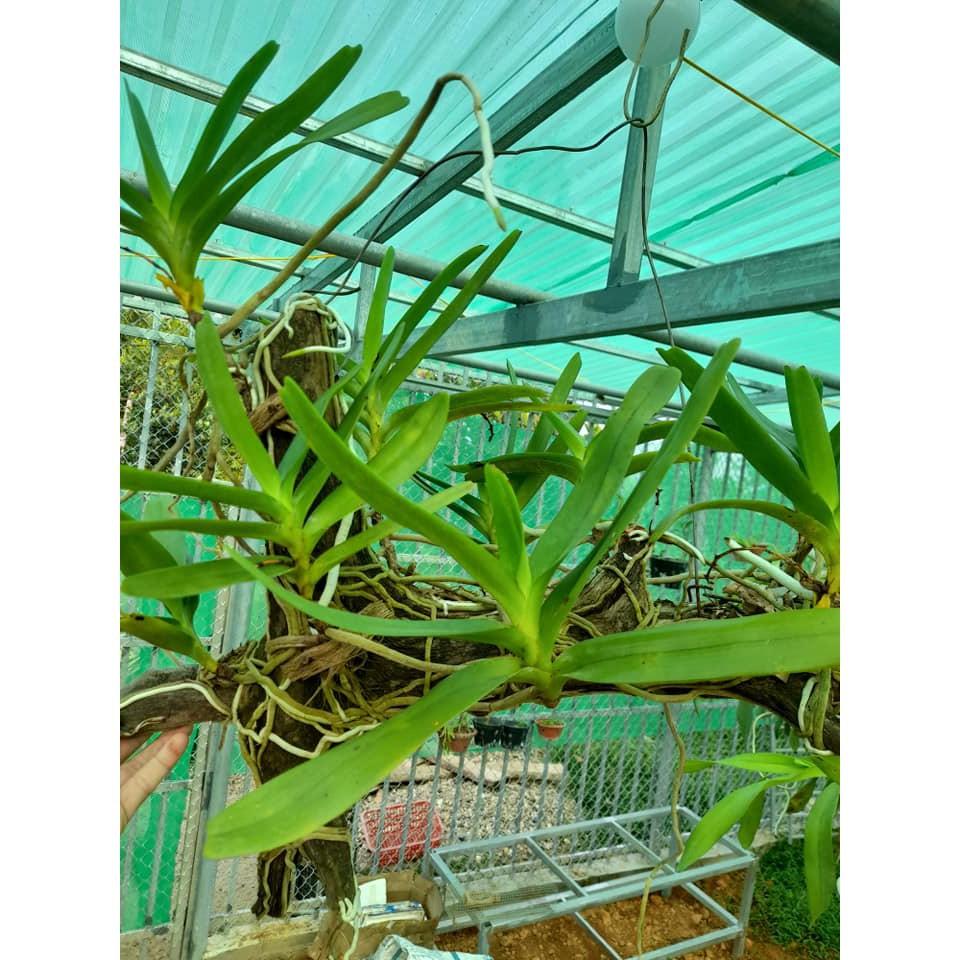 Hoa lan Giáng hương môi quạt