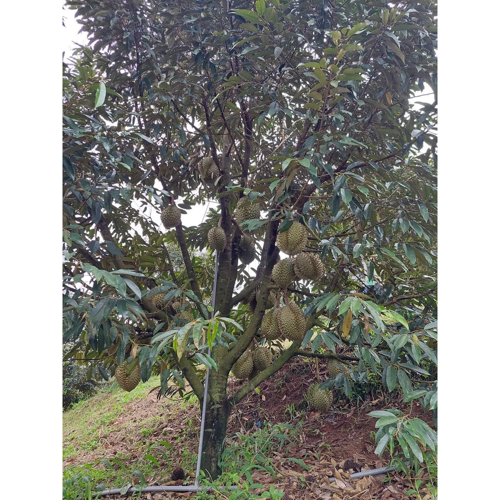 CÂY GIỐNG SẦU RIÊNG ÓC KHỈ