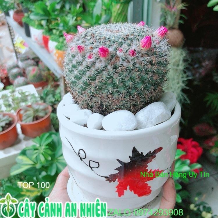 Chậu Xương Rồng Nở Hoa