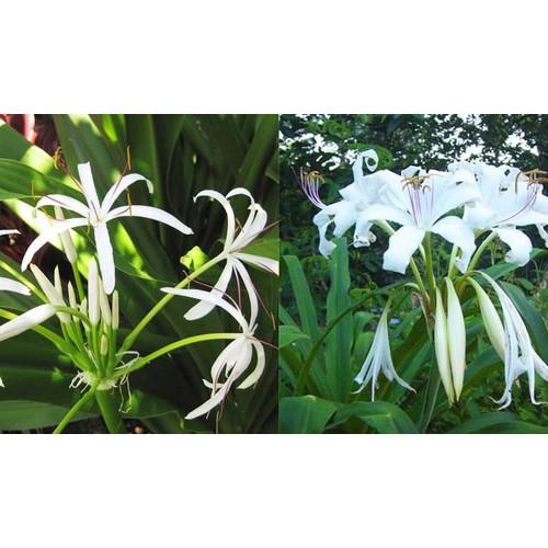 CÂY GIỐNG ĐẠI TƯỚNG QUÂN,CÂY GIỐNG ĐẠI TƯỚNG QUÂN