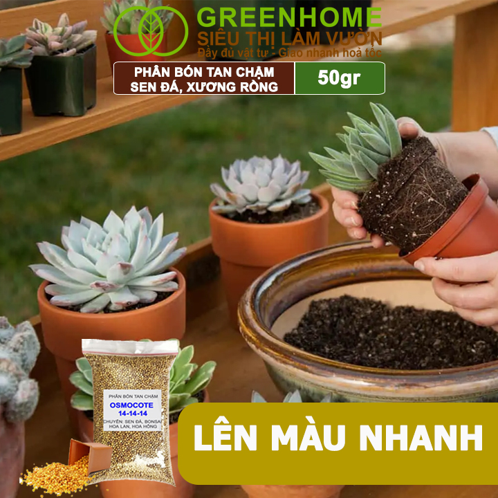 Phân Tan Chậm Greenhome, Oscomote, Bao 50gr, Chuyên Sen Đá, Hoa Hồng, Xương Rồng, Bonsai, GIúp Sen Cứng, Giữ Form, Lên Màu