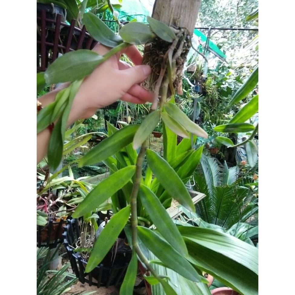 Hoa phong lan phi điệp tím thái