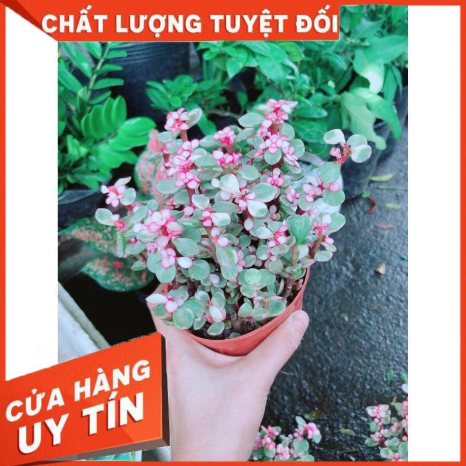 Đô La Hồng Nhiều Người Mua