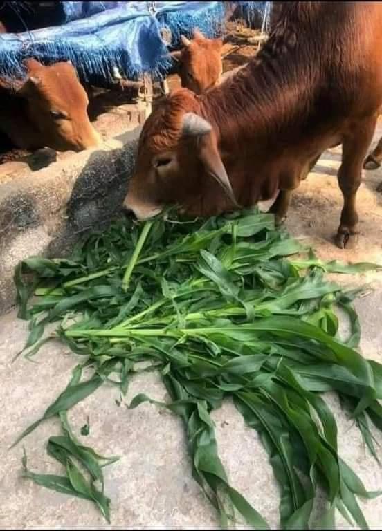 Combo 3 loại hạt giống cỏ chăn nuôi