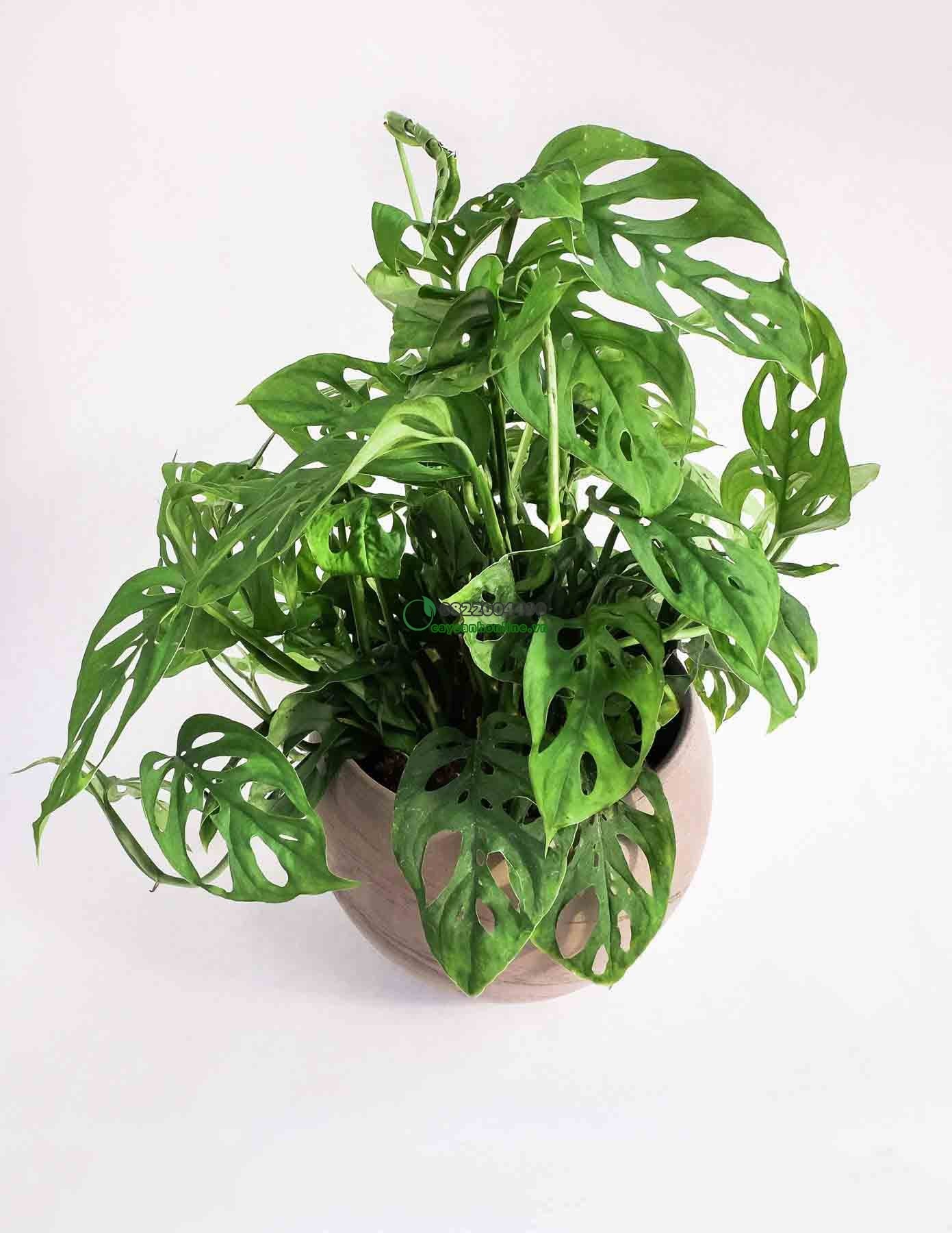 Cây Trầu Bà Lỗ Monstera Mini Để Bàn – Cây Cảnh Nội Thất Xanh Mát, Dễ Chăm, Trang Trí Nhà Cửa
