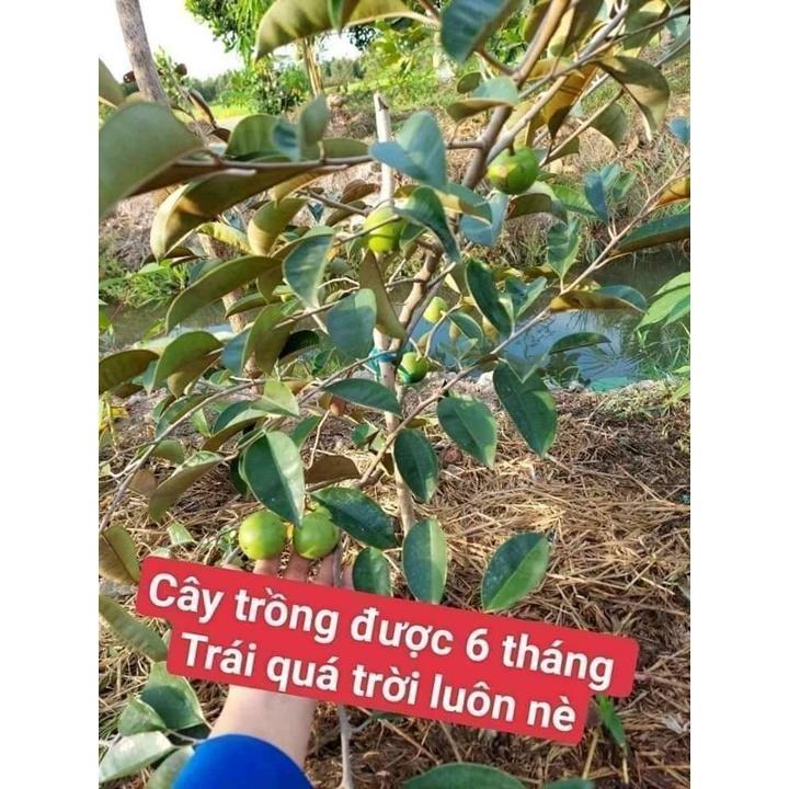 Cây giống Vú Sữa lò rèn giống