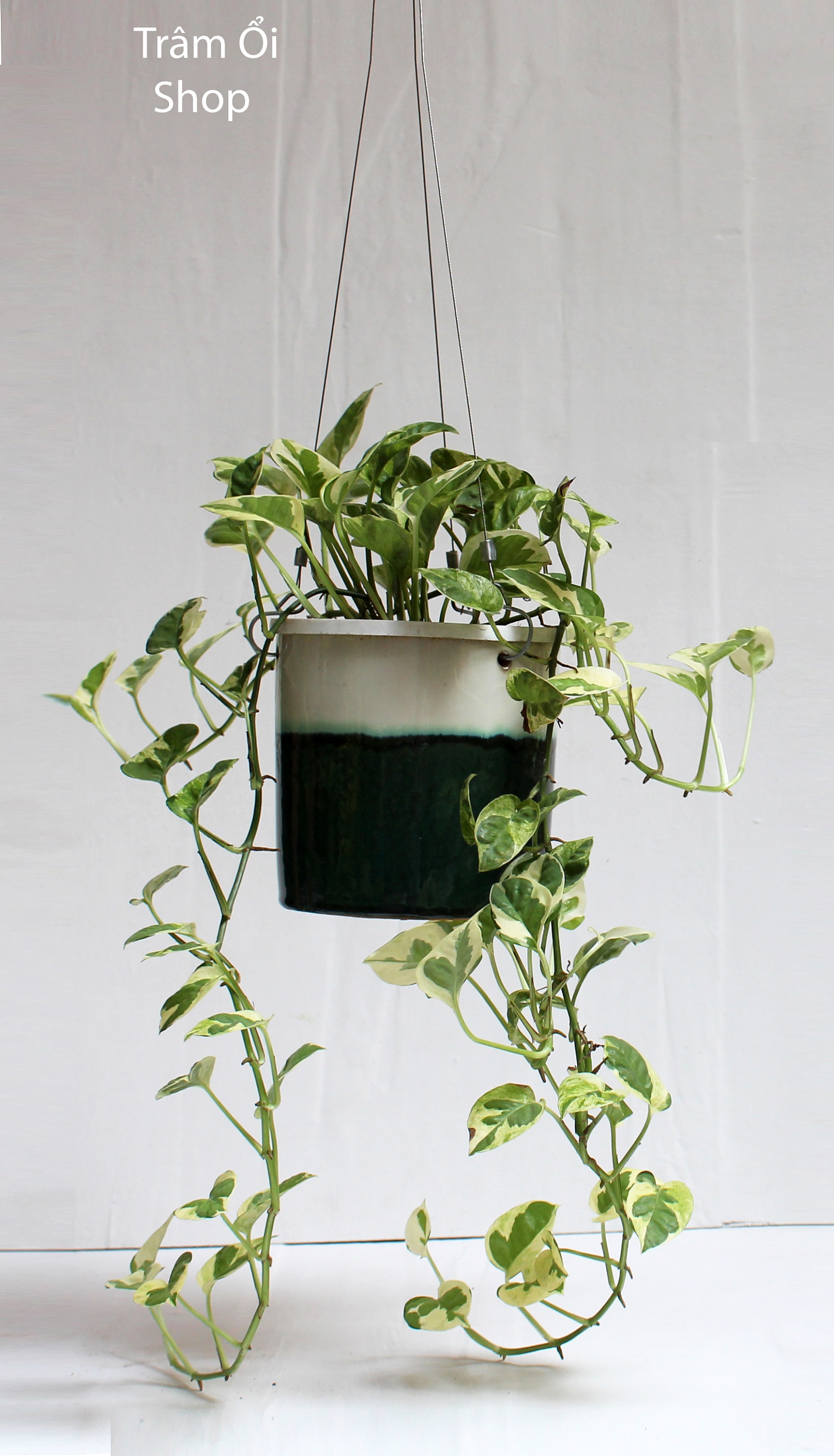 Chậu gốm và cây cảnh