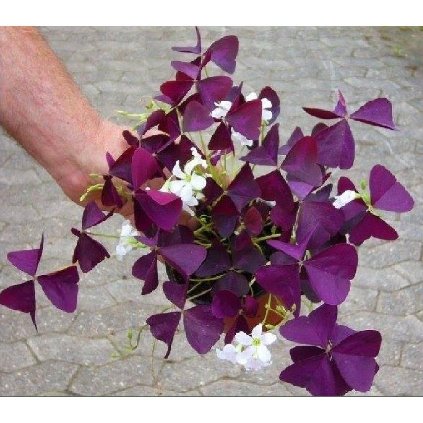 Comho 10 củ giống hoa b.ướm đêm