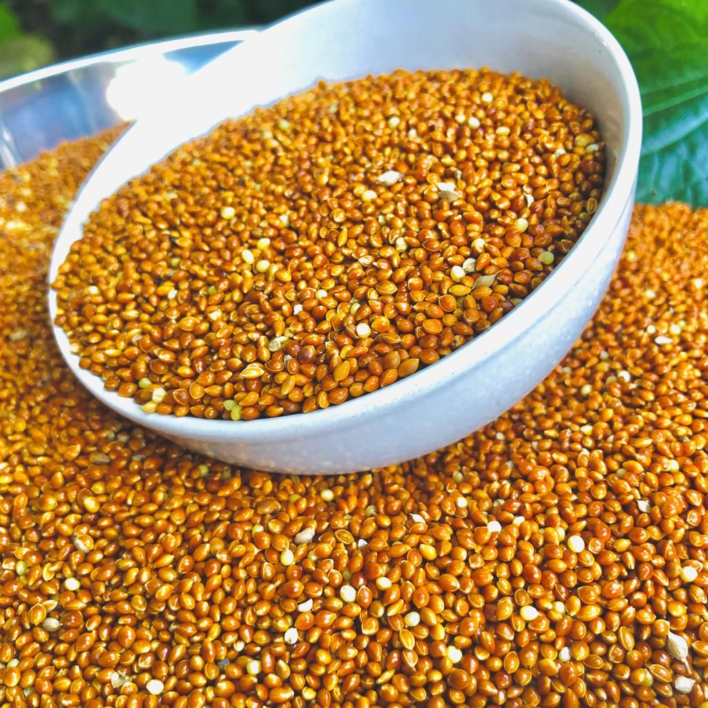 Hạt kê, kê đỏ hạt bóng cho chim cảnh, Vẹt, chim Yến Phụng, chim cu gáy, Hamster và các dòng chim sẻ