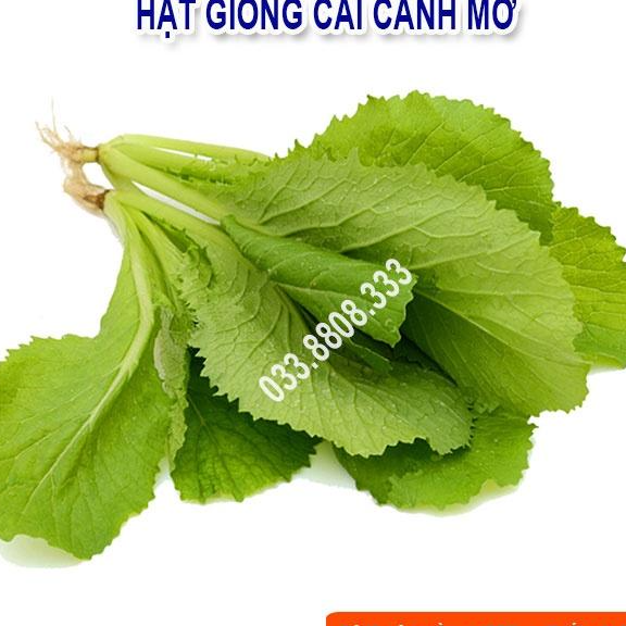 Hạt giống rau cải canh mơ 20gram - rau trồng quanh năm