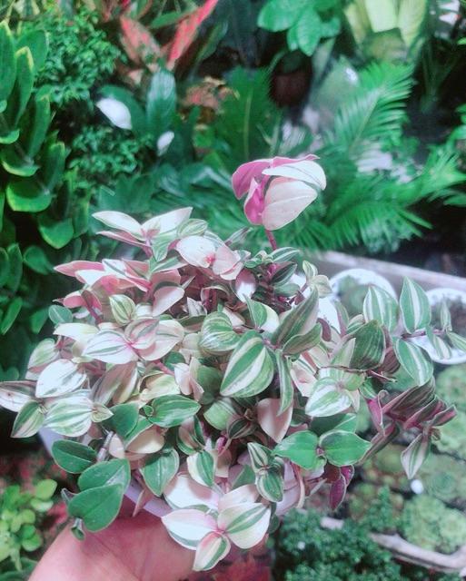 Cây Thằn Lằn Thái Kèm Chậu Sứ