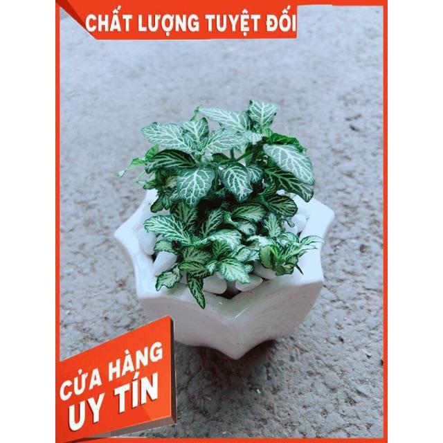 Chậu Cẩm Nhung Xanh