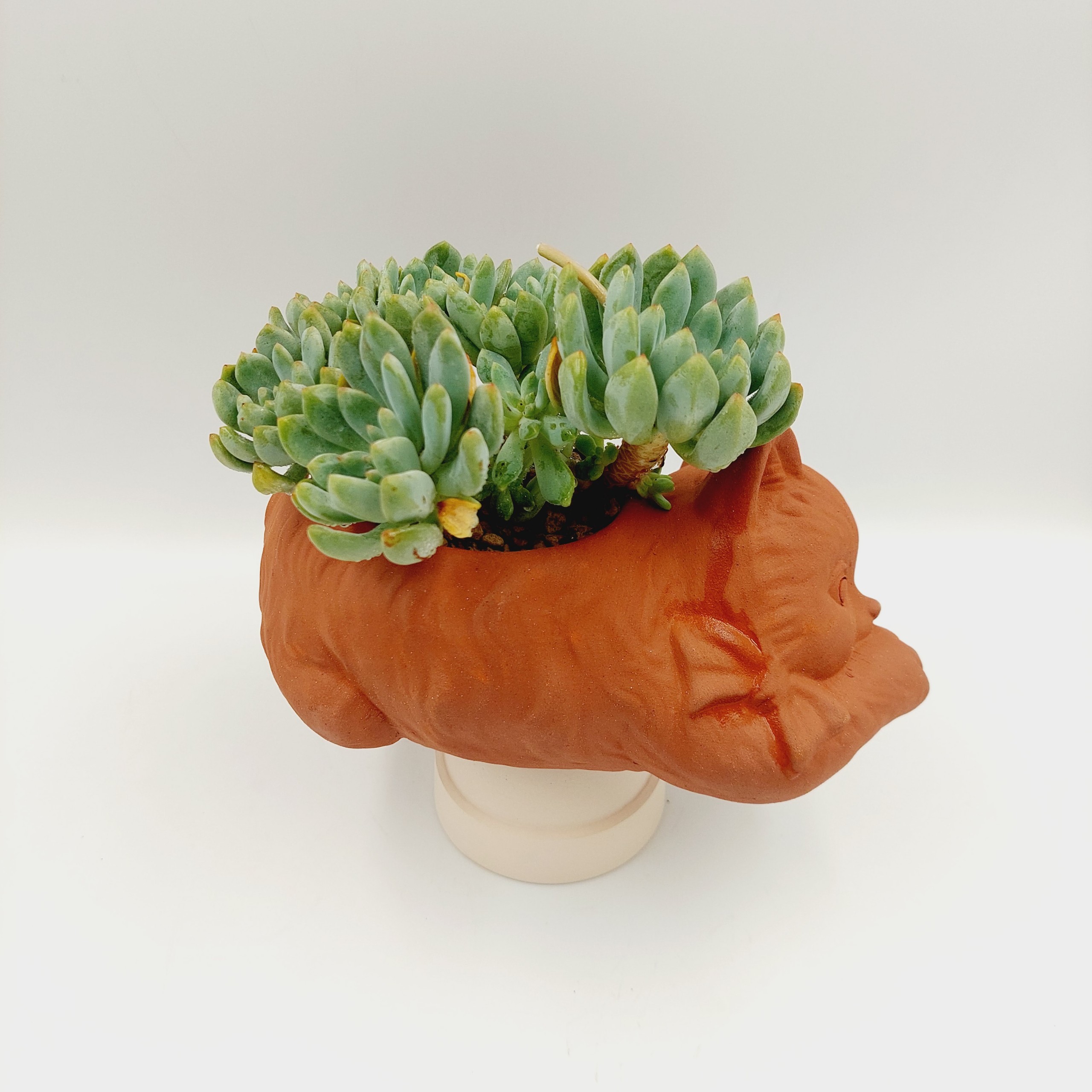 Chậu đất nung, chậu sen đá - Mèo con đang thư giãn 1886, dài 18cm, miệng 8cm, cao 6cm