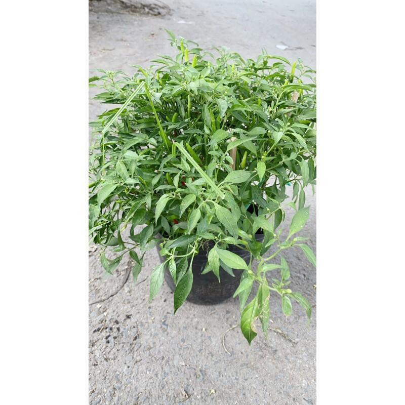 Bụi Ớt Hiểm