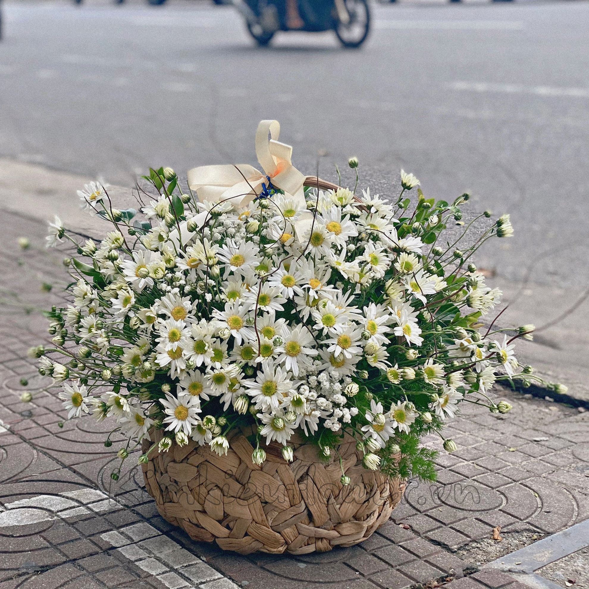 Hạt Giống Hoa Cúc Họa Mi Marguerite 50cm 100 Hạt Hoa Đẹp Cho Mọi Không Gian - Giá Tiki khuyến mãi: 13,500đ - Mua ngay! - Tư vấn mua sắm & tiêu Hạt Giống Hoa Cúc Họa Mi Marguerite 50Cm 100 Hạt Hoa Đẹp Cho Mọi Không Gian - Giá Tiki Khuyến Mãi: 13,500Đ - Mua Ngay! - Tư Vấn Mua Sắm & Tiêu