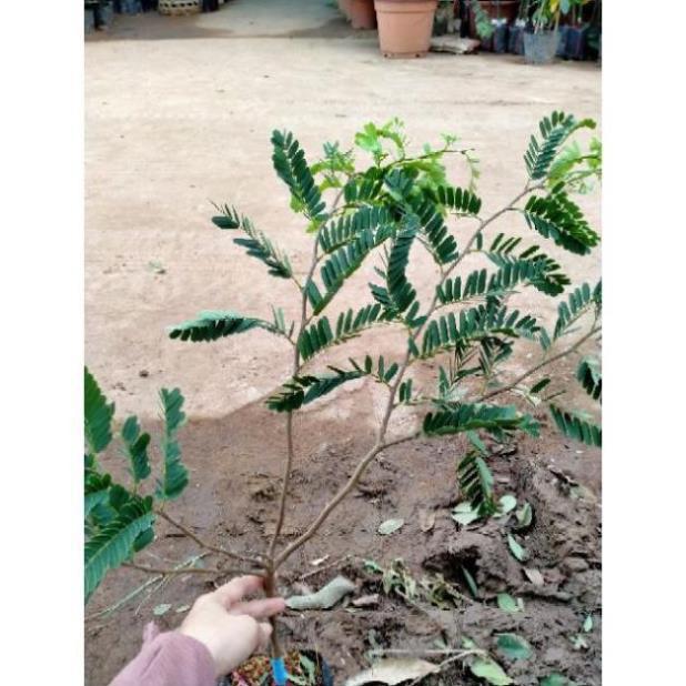 Cây Giống Me Thái, Dễ Trồng, Phù Hợp Mọi Loại Đất