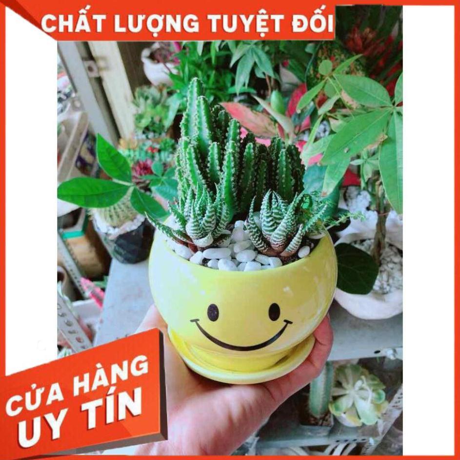 Chậu Xương Rồng Thanh Sơn + Móng Rồng Nhiều Người Mua