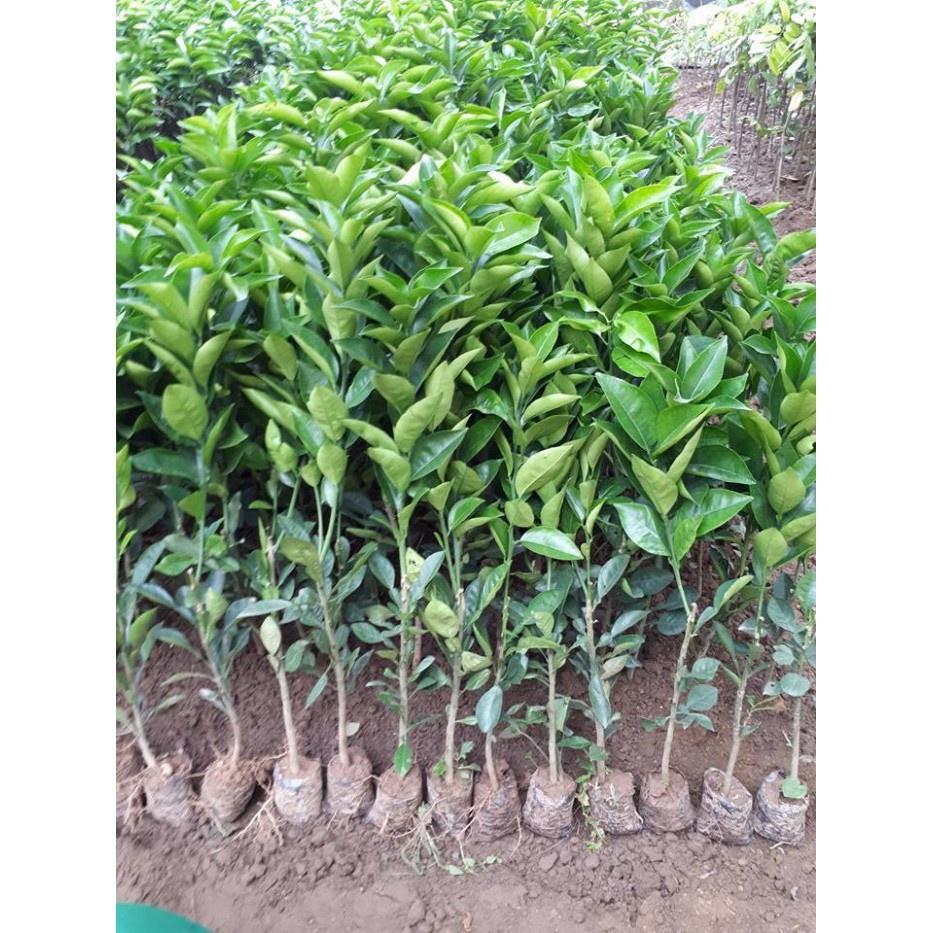 Cây cam cara ruột đỏ không hạt - cây ghép chuẩn giống F1 thân cao từ 50-60cm sinh trưởng nhanh ra quả chỉ sau 2 năm