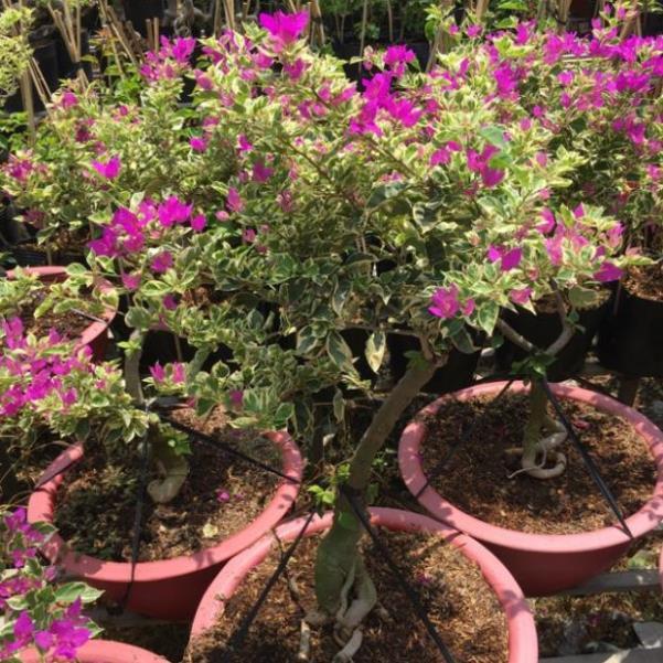 Cây giấy Cẩm thạch mỹ