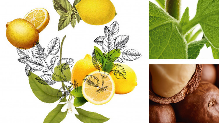 Káº¿t quáº£ hÃ¬nh áº£nh cho Yves Rocher Lemon Basil 