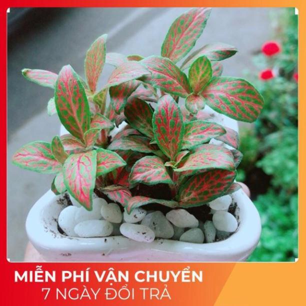 Cẩm Nhung  Kèm Chậu Sứ