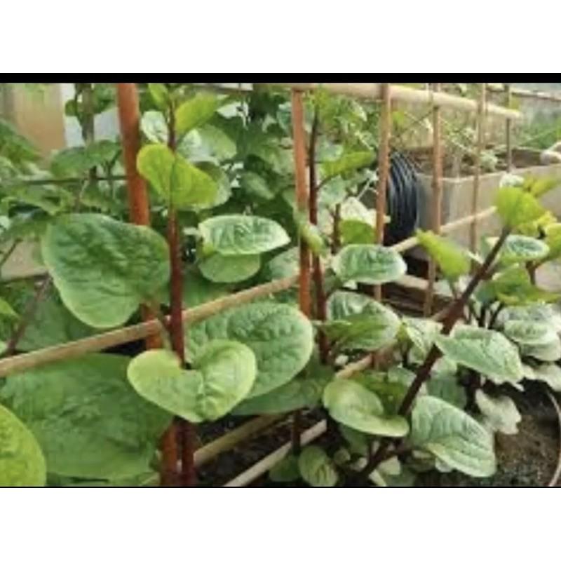 Hạt giống rau mùng tơi tím đỏ giàu dinh dưỡng