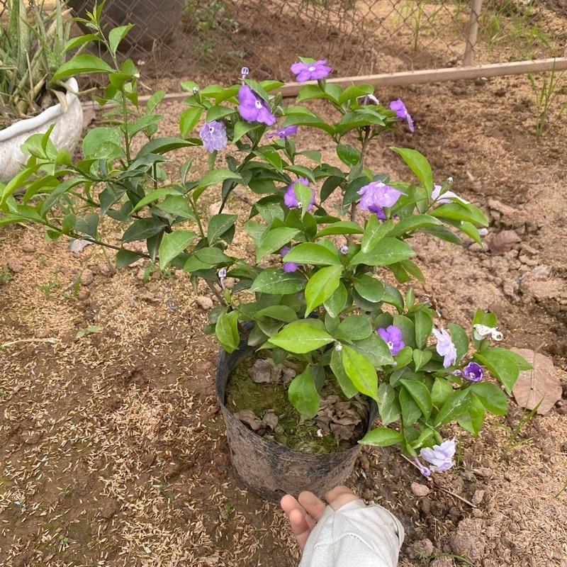 Cây hoa nhài nhật ra hoa quanh năm mùi hương nhẹ nhàng dễ chịu
