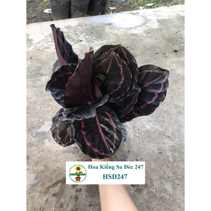 Cây công tím đậm + tặng phân bón