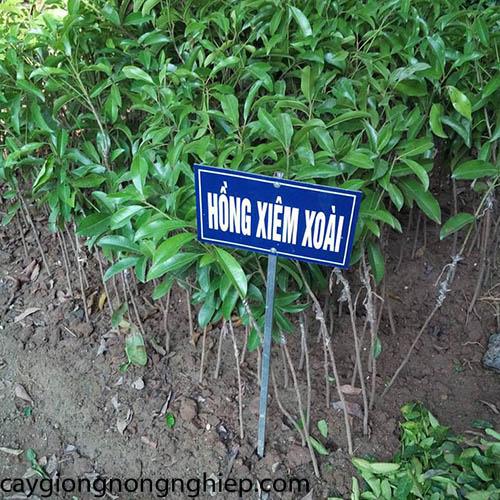 Combo 2 Hồng xiêm xoài, cây giống gửi đi nguyên bầu