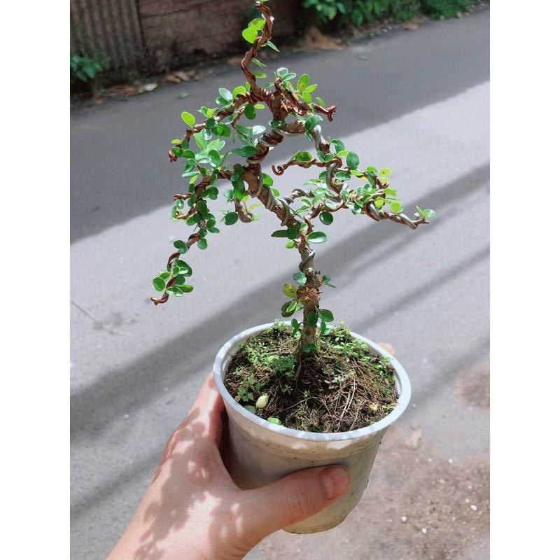 Cây Sam Núi Sam Trái Bonsai