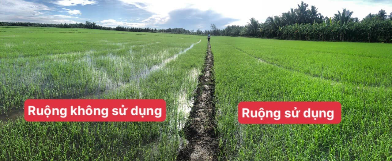 PHÂN BÓN CHO LÚA GIAI ĐOẠN 7-35 NGÀY, RA RỄ CỰC MẠNH, ĐẺ NHÁNH CỰC NHANH, TĂNG KHẢ NĂNG CHỐNG CHỊU MƯA BÃO - RA RỄ NỞ BỤI CHAI 500ML VÀ 1L