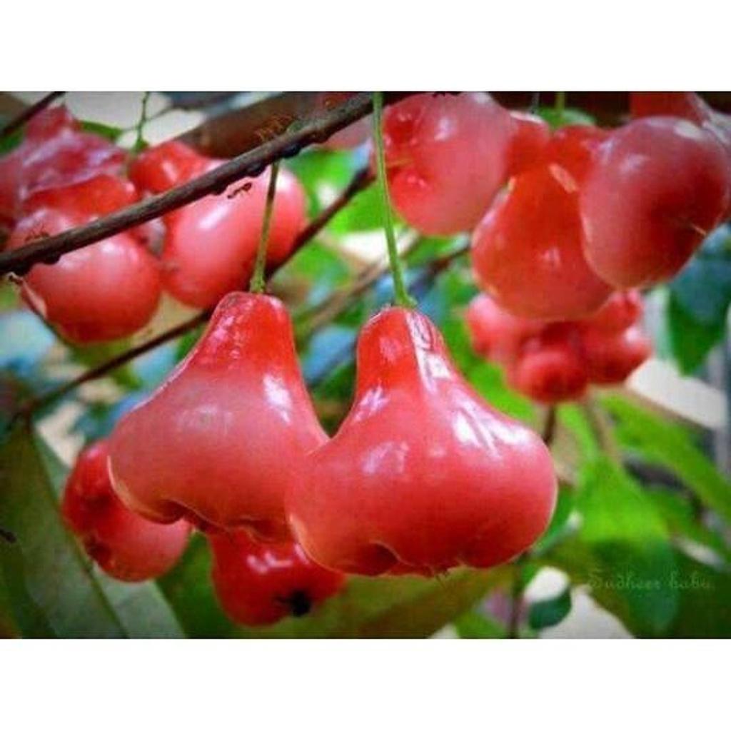 COMBO 2 Cây giống Mận Hoàng Yến.