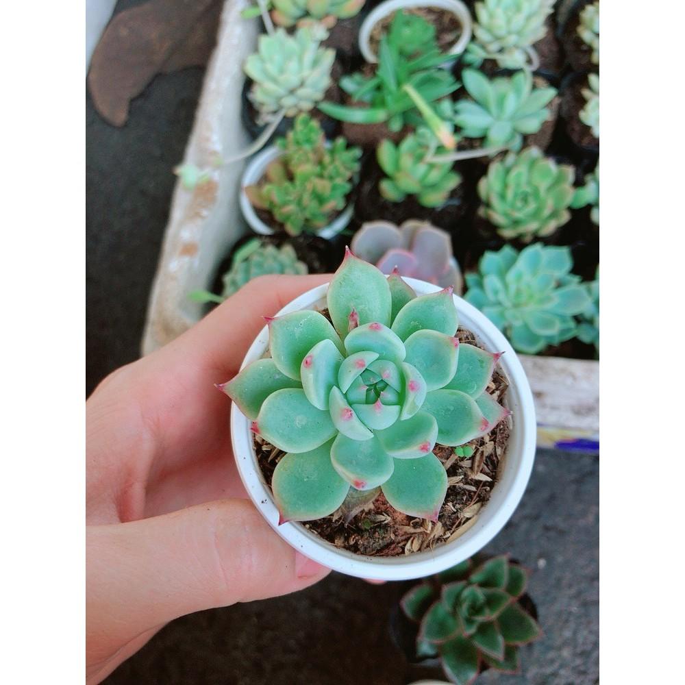 Combo 10 cây sen đá