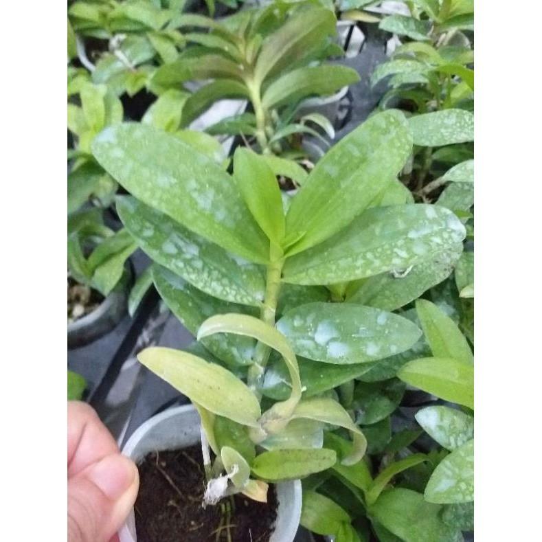 Hoa phong lan - 5ct quảng bình