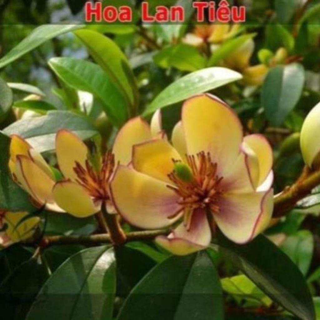 Cây hoa lan tiêu hương thơm , cây đẹp, giống chuẩn-ẢNH THẬT