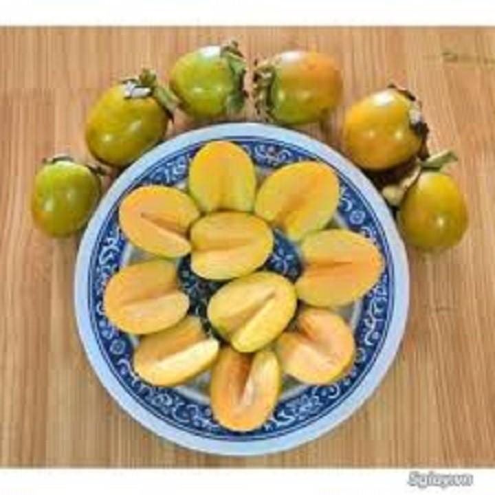 CÂY GIỐNG HỒNG GIA THANH