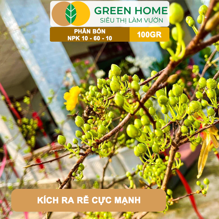Phân Bón NPK 10-60-10 GreenHome, Hũ 100gr, Tạo Nụ, Kích Thích Ra Hoa Mai Vàng Mạnh Mẽ