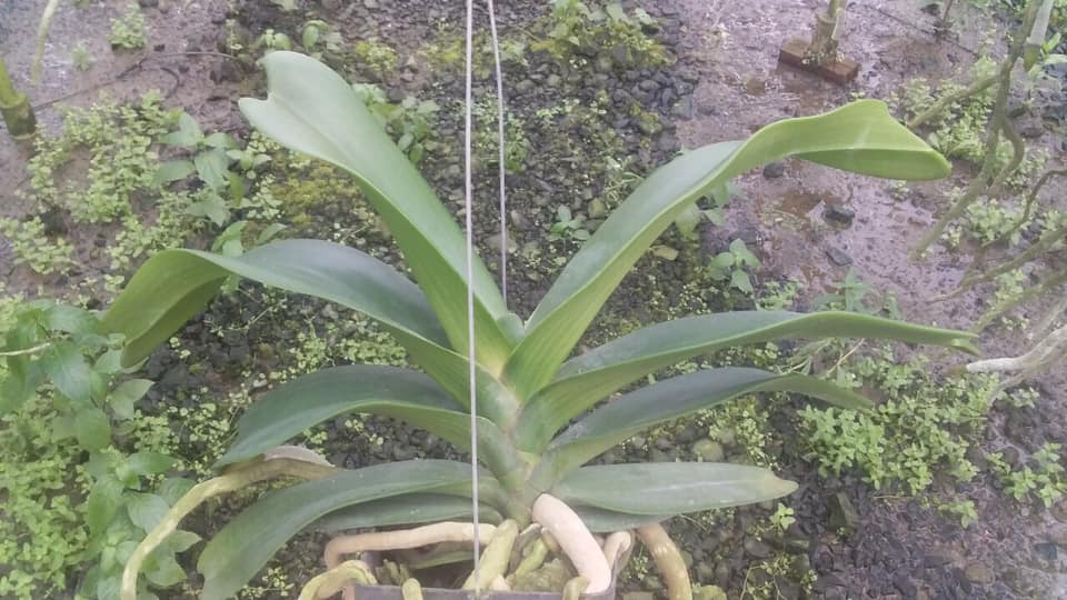 Hoa phong lan- com bo đai châu- ngọc điểm năm 2 cây cực đẹp