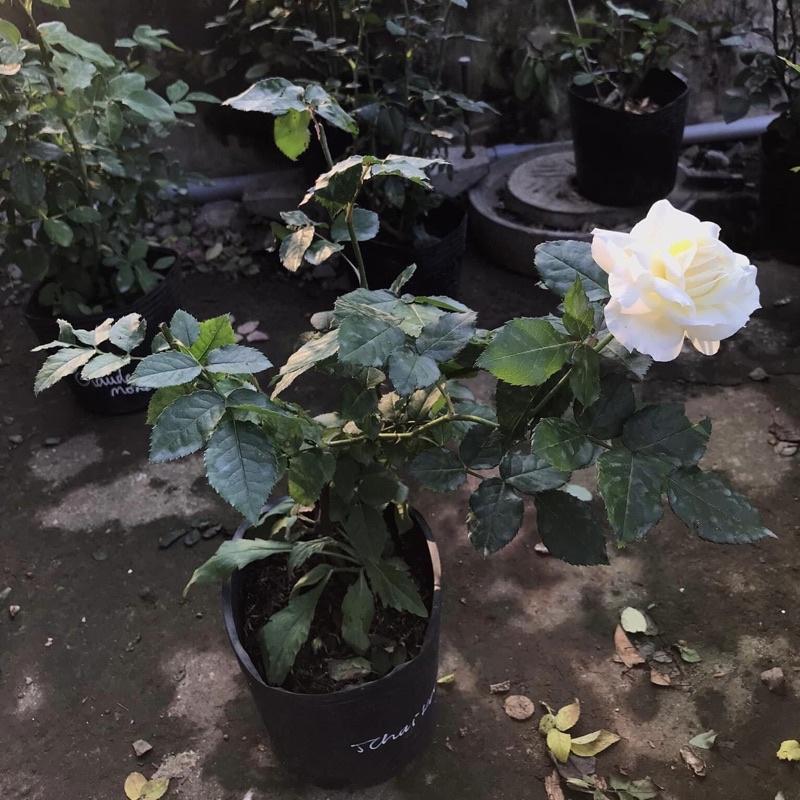 Hoa hồng Tchaikovsky Rose - hồng bụi, màu trắng kem, hoa thơm
