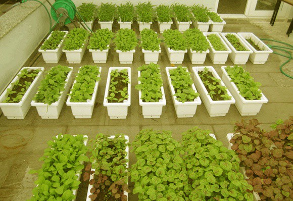 Giúp sân thượng sạch sẽ