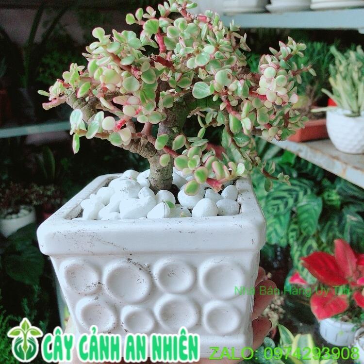 Chậu Cây Cành Vàng Lá Ngọc Cổ Thụ