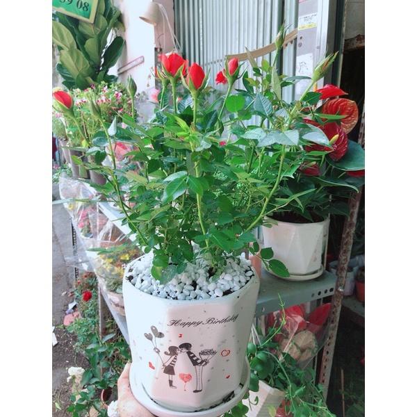 Chậu Cây Hoa Hồng