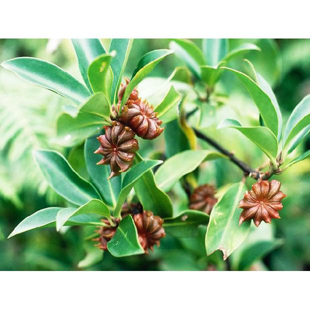 Đại Hồi 3 180G
