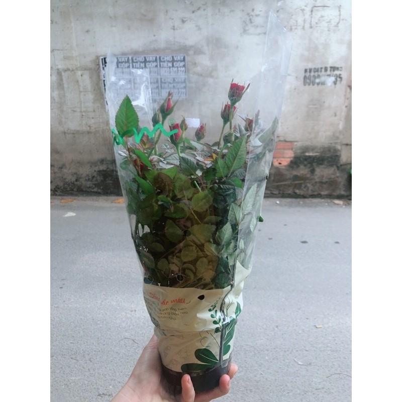 Hoa Hồng Siêu Nụ