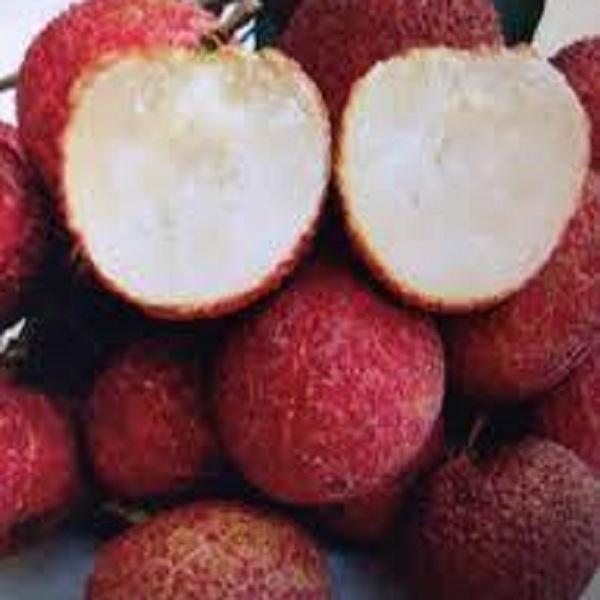 Cây giống Vải không hạt.