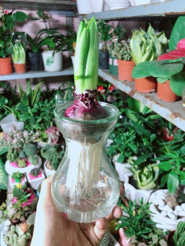 Củ Ông Tiên Trồng Thuỷ Sinh