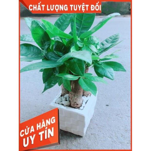 Chậu Kim Ngân 3 Thân